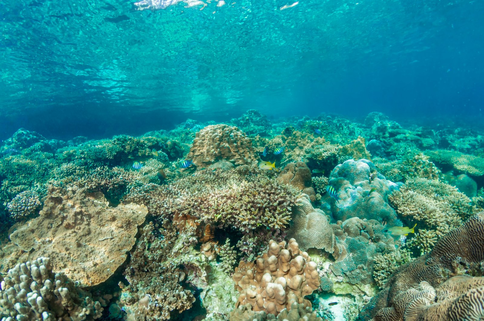 West Wall dive site